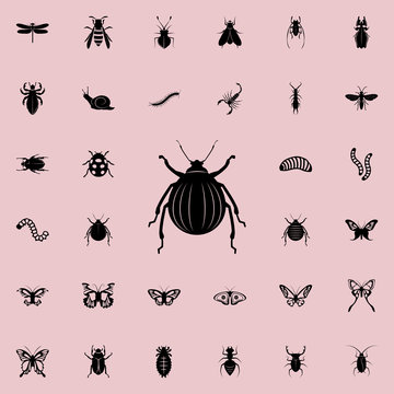 beetle icon. insect icons universal set for web and mobile