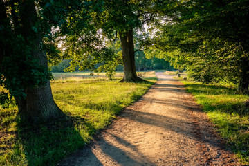 Fototapeta premium Sunset at a lonely path in a typical Dutch farm landscape in the summer month of June. This landscape is near the small city of Delden in a region called Twente, located in the province of Overijssel