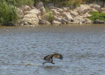 osprey Hunting