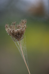 Single dried gold filigree-like queen anne's lace flower