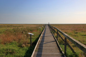Fototapeta premium Salzwiesen am Jadebusen, Wattenmeer,