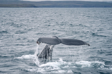 Humpback whale diving in the Atlantic Ocean in Iceland