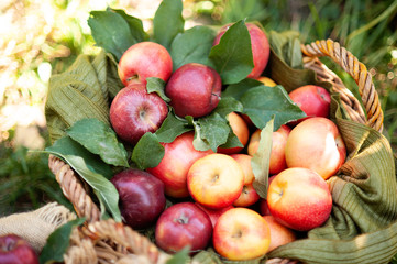 Apple harvest. Ripe red apples in the basket on the green grass.