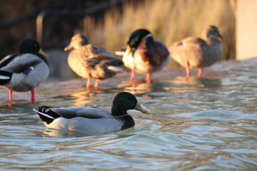 ducks on the pond