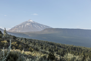 Fototapeta premium Distant view of the Teide Volcano and part of the forest, Tenerife