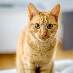 Very pretty orange and red striped cat is looking at the camera. He is only seven months old and adopted from a cat shelter in The Netherlands.