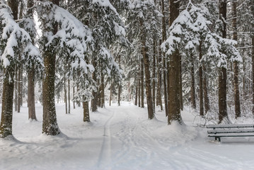 Trees and alley in the park during a snowfall