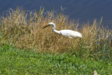 Snowy Egret, bird, white, nature, wildlife, pond, water