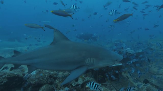 Deep ocean wildlife, Shark feeding underwater