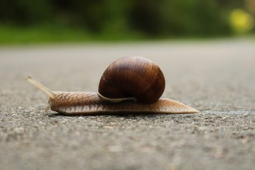 the snail