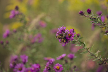 Tiny skipper butterfly feeds on late-blooming pink asters