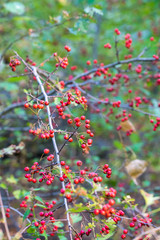 Red berries of a hawthorn tree. Autumn forest