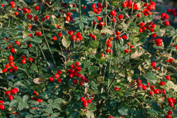 Hips bush with ripe berries. Berries of a dogrose on a bush