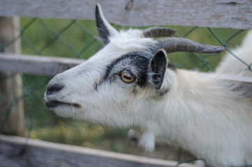 Steep goats,three goats on a dark background, goat