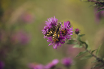 Tiny skipper butterfly feeds on late-blooming pink asters