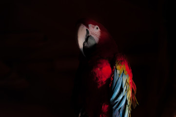 Big funny red macaw parrot eating apple