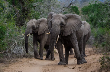 Fototapeta na wymiar African Elephant Herd