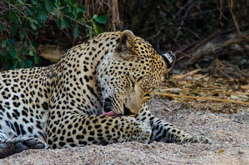 Leopard Licking Paw