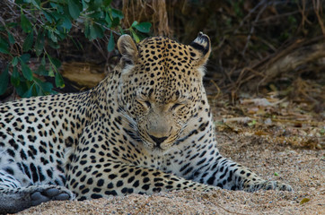 Fototapeta na wymiar Leopard Napping