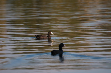 Ducks in the pond with blooming water lilies