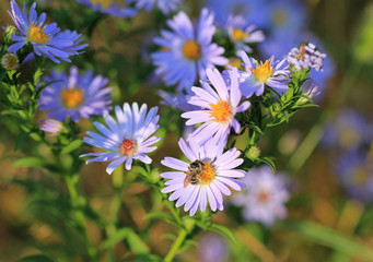Цветущая астра виргинская (Aster novi-belgii) 