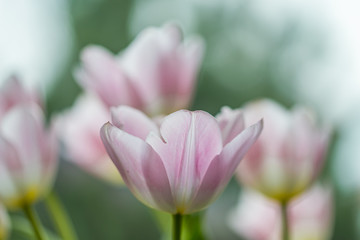 Tulipany w kwietniowy słoneczny dzień
