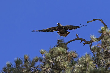 Eagle launch from lake tree perch