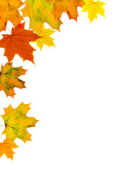 Bright autumn leaves on a white background