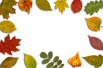 Naklejka na ściany i meble Bright autumn leaves on a white background