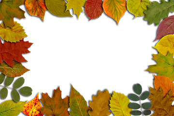Naklejka na ściany i meble Bright autumn leaves on a white background