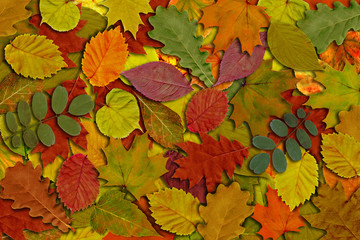 Bright autumn leaves on a white background