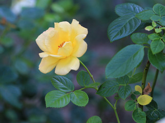 Жёлтая роза 