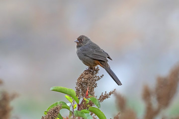 Bird on morning flower perch