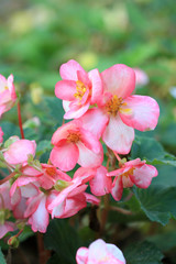 Fototapeta na wymiar Цветы розовой бегонии