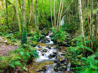 Fototapeta premium View of the waterfall of Nonaya (Cascada de Nonaya) with the Nonaya river flowing down through rocks in middle of a forest in Asturias, Spain. Camino de Santiago Primitivo