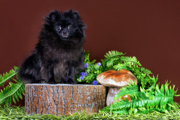 Black Pomeranian spitz on stump on brown background.