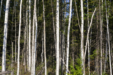 Fototapeta na wymiar Birch trees in bright sunshine in late summer. Trees in a forest. birch trees trunks - black and white natural background. birch forest in sunlight in the morning.