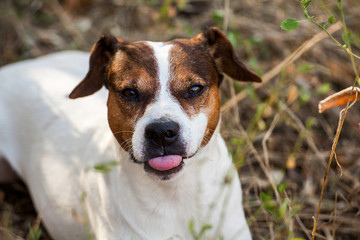 Jack Russell terrier showed his tongue.