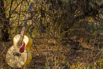 Guitar in the forest.