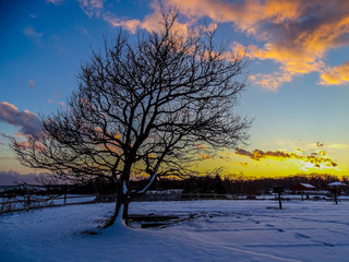 Un arbre dans la neige au coucher du soleil