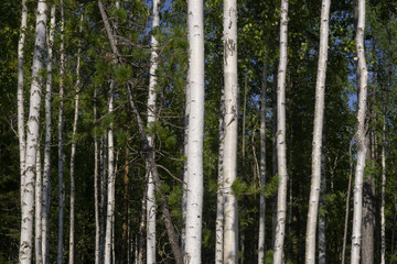 Birch trees in bright sunshine in late summer. Trees in a forest. birch trees trunks - black and white natural background. birch forest in sunlight in the morning.