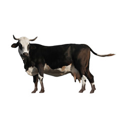 Cute cow on white background. Farm animal
