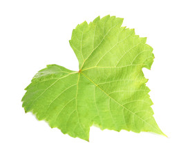 Fresh green grape leaf isolated on white