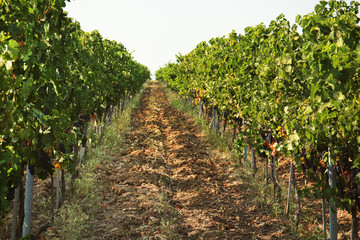 Fototapeta na wymiar View of vineyard rows with fresh ripe juicy grapes on sunny day