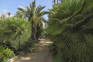 dirt road surrounded by palm trees