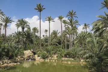 Fototapeta premium landscape inside El palmeral park