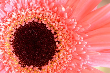 Macro shot of a gerber daisy