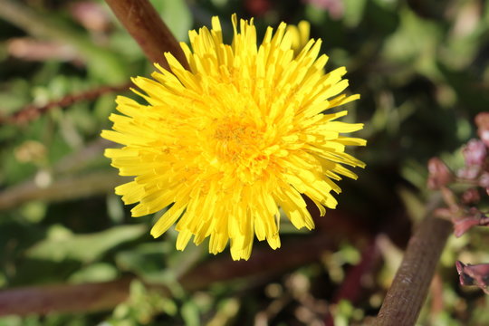 Flower lion teeh garden
