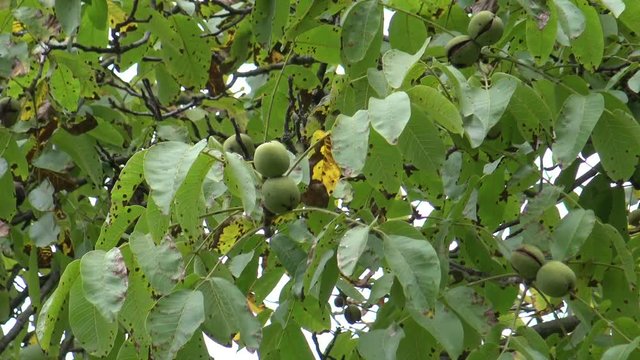 Walnuts on the tree during the rain