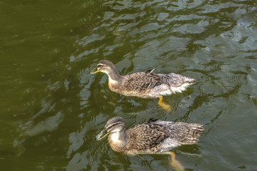  Two gray ducks swim in dark green water covered with ripples in an artificial pond near the city of Dilijan


